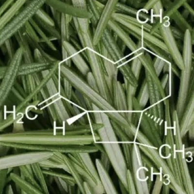 Terpeno Cariofileno