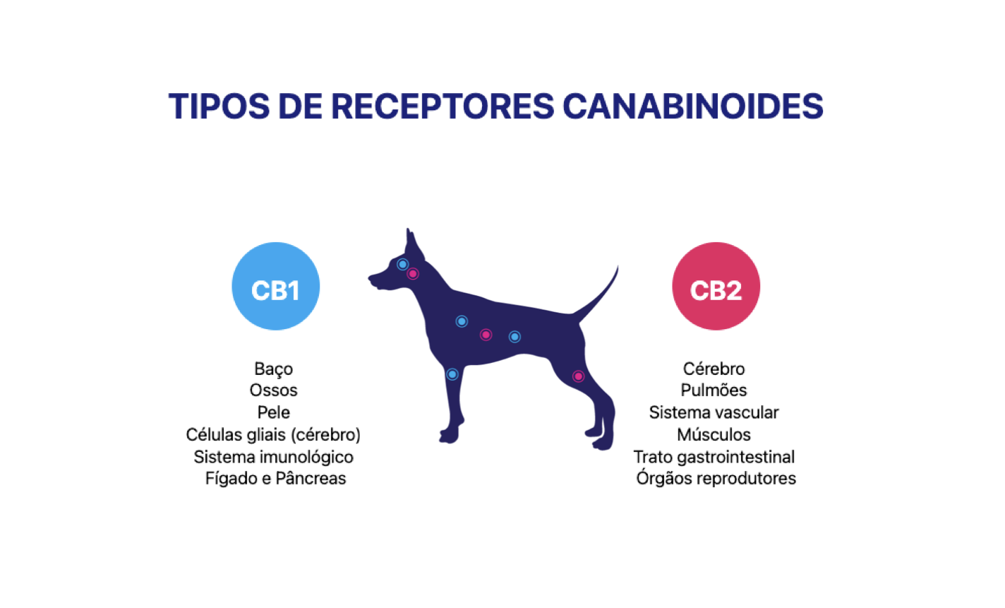 Sistema Endocanabinoide nos Animais