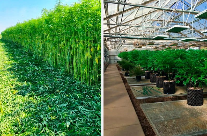 Cannabis Medicinal ou Cânhamo Industrial?