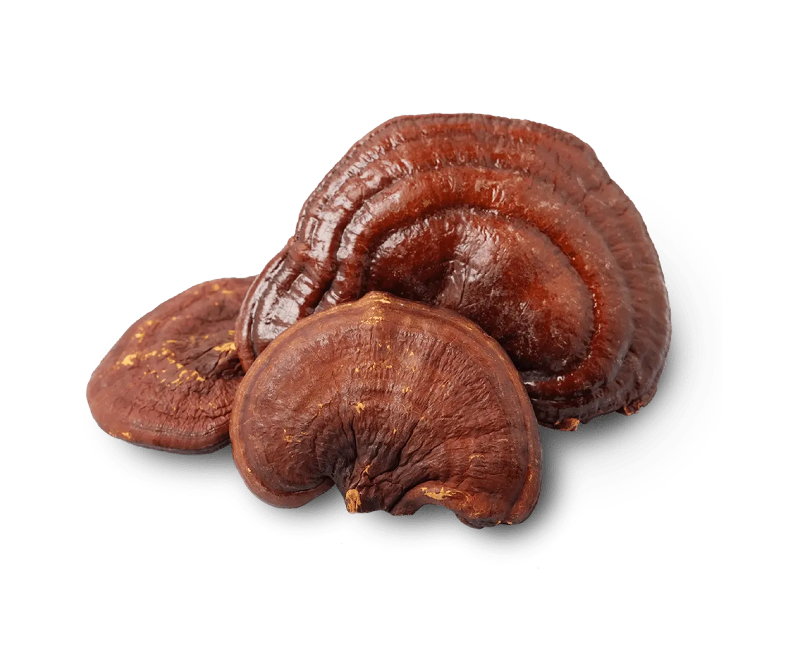Extrato de Cogumelo Reishi: Benefícios, Efeitos e Como Consumir