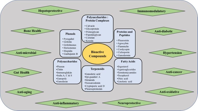 Compostos Bioativos dos Cogumelos: Benefícios e Impactos na Saúde