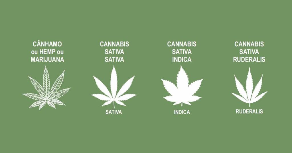 Maconha, Cânhamo ou Cannabis?