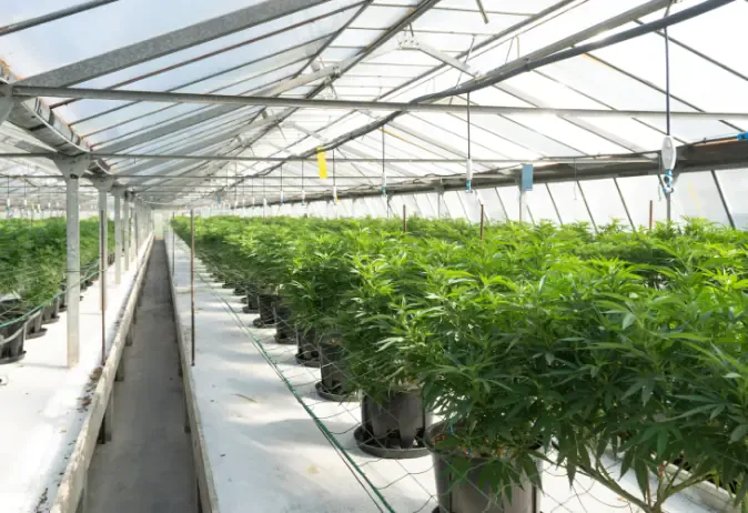 Telefone Santa Cannabis: Quais são os canais de atendimento da Santa Cannabis?