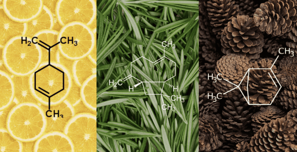 Biblioteca de Terpenos: A nossa linha inaugural de cosméticos da iniciativa de hempreendeedorismo é elaborada com um conjunto de terpenos não só capazes de produzir bem-estar, como são inspirados em strains clássicas de Cannabis.