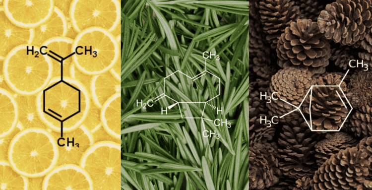 Quais terpenos de cannabis são usados pela Hemp Vegan? Terpeno Limoneno, Terpeno Cariofileno, Terpeno Linalool, Terpenos Alfa-Pineno e Beta-Pineno