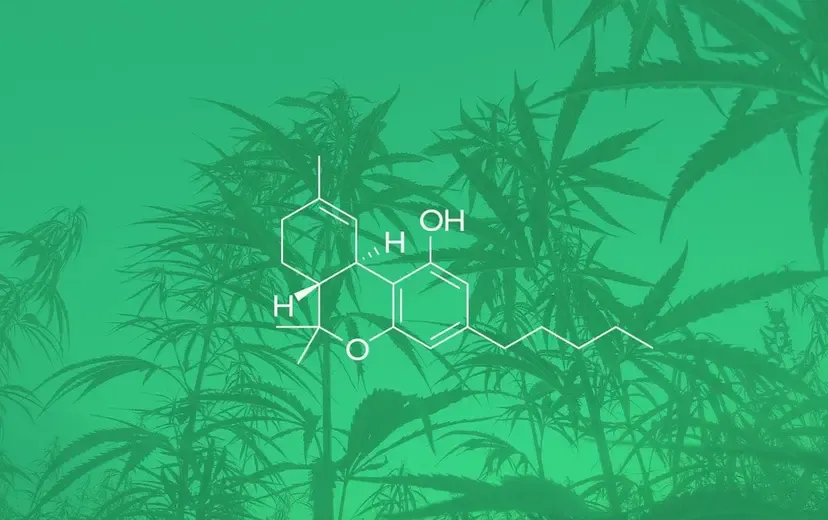 THC: O Que É e Como Funciona?