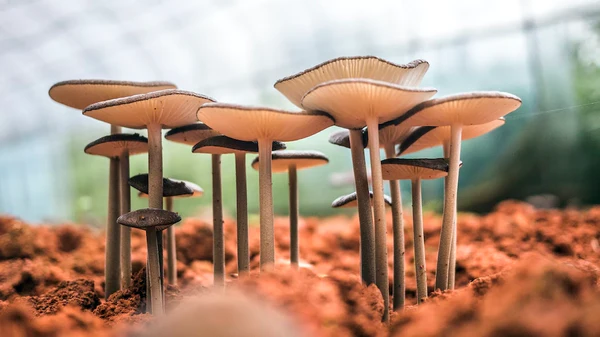 cogumelos-site-hempvegan