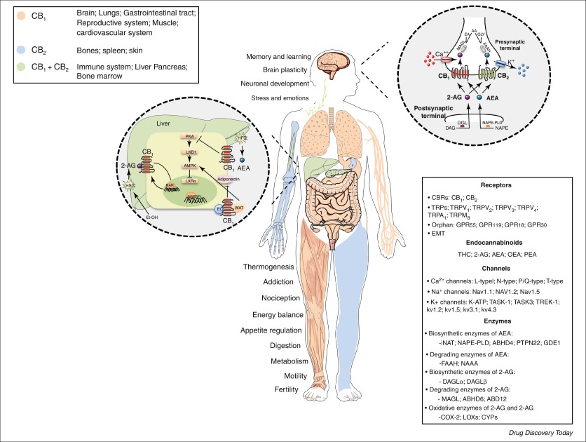 Anatomia e Fisiologia do Sistema Endocanabinoide