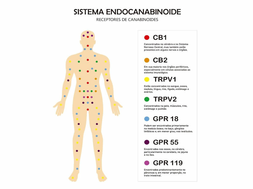 Sistema Endocanabinoide